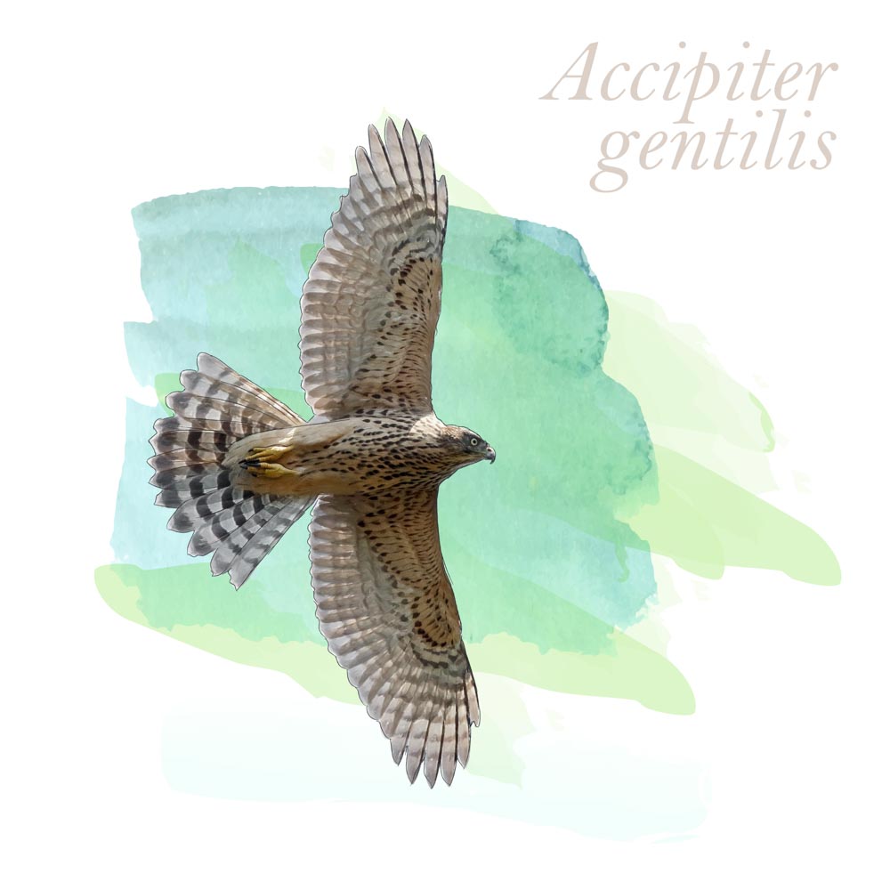 Accipiter gentilis