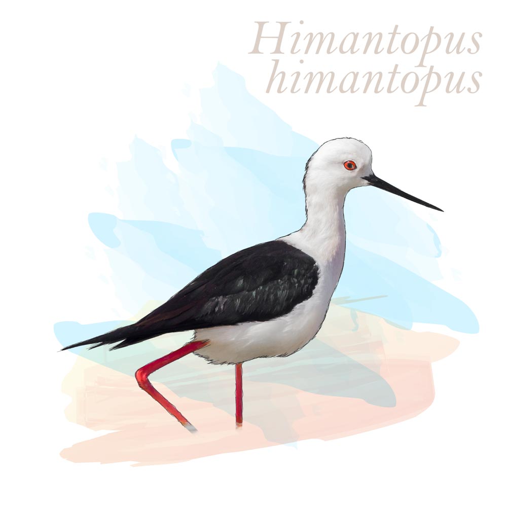 Himantopus himantopus