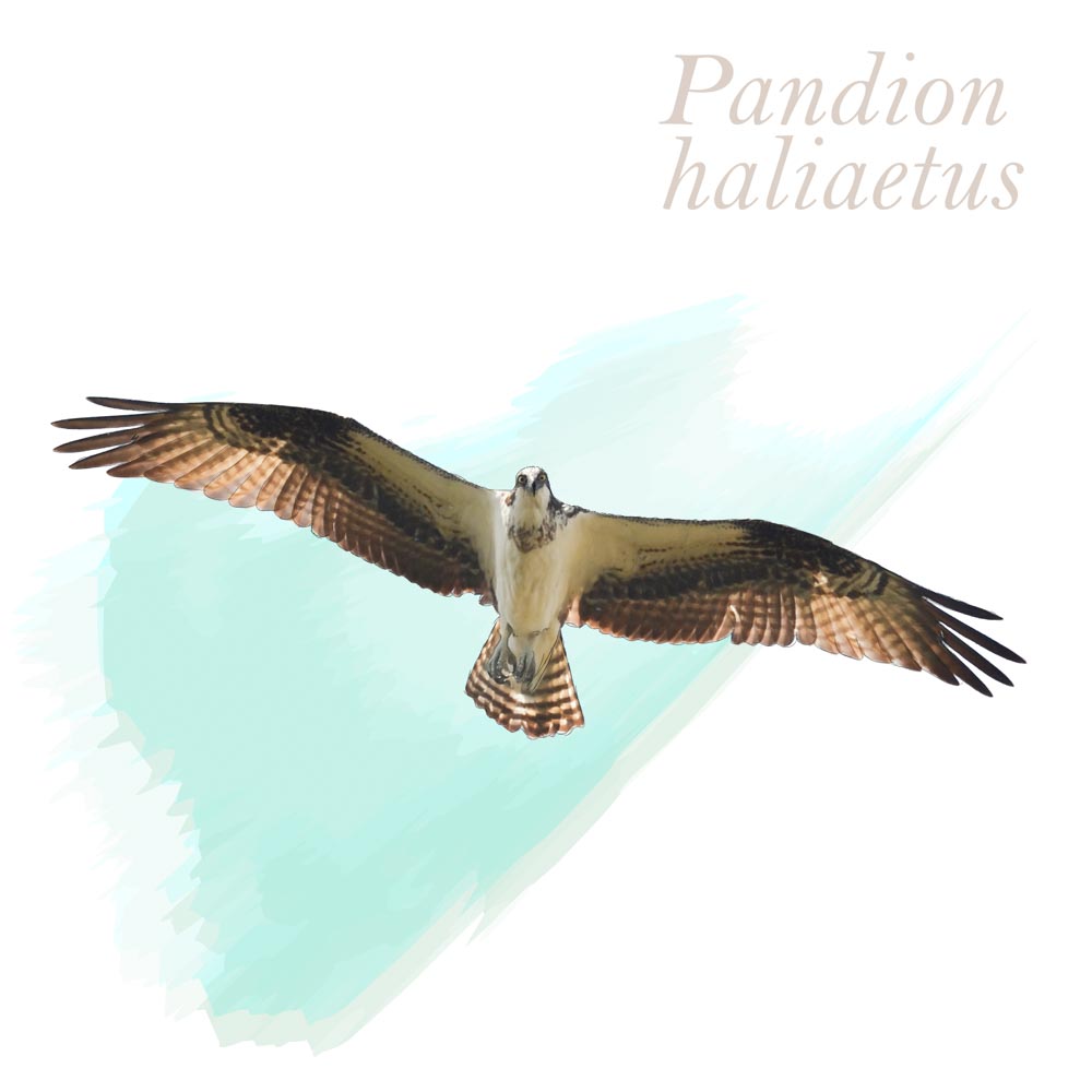 Pandion haliaetus