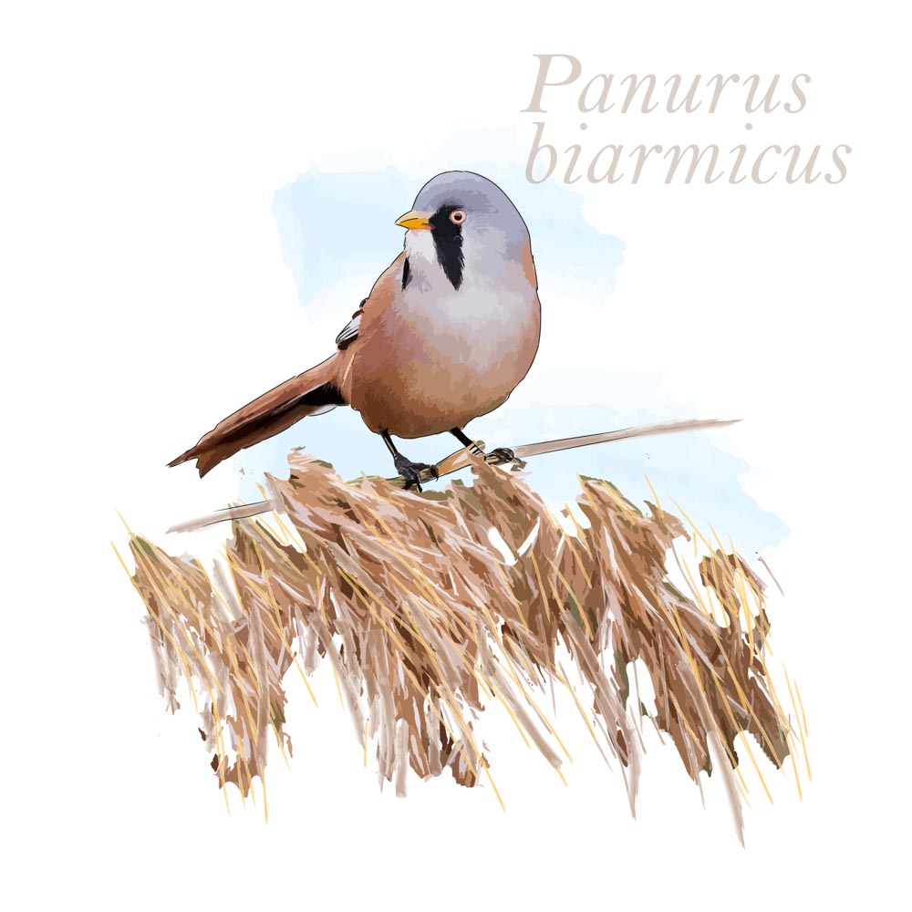 Panurus biarmicus