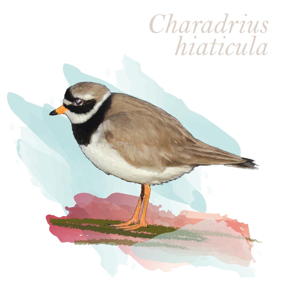 Charadrius hiaticula