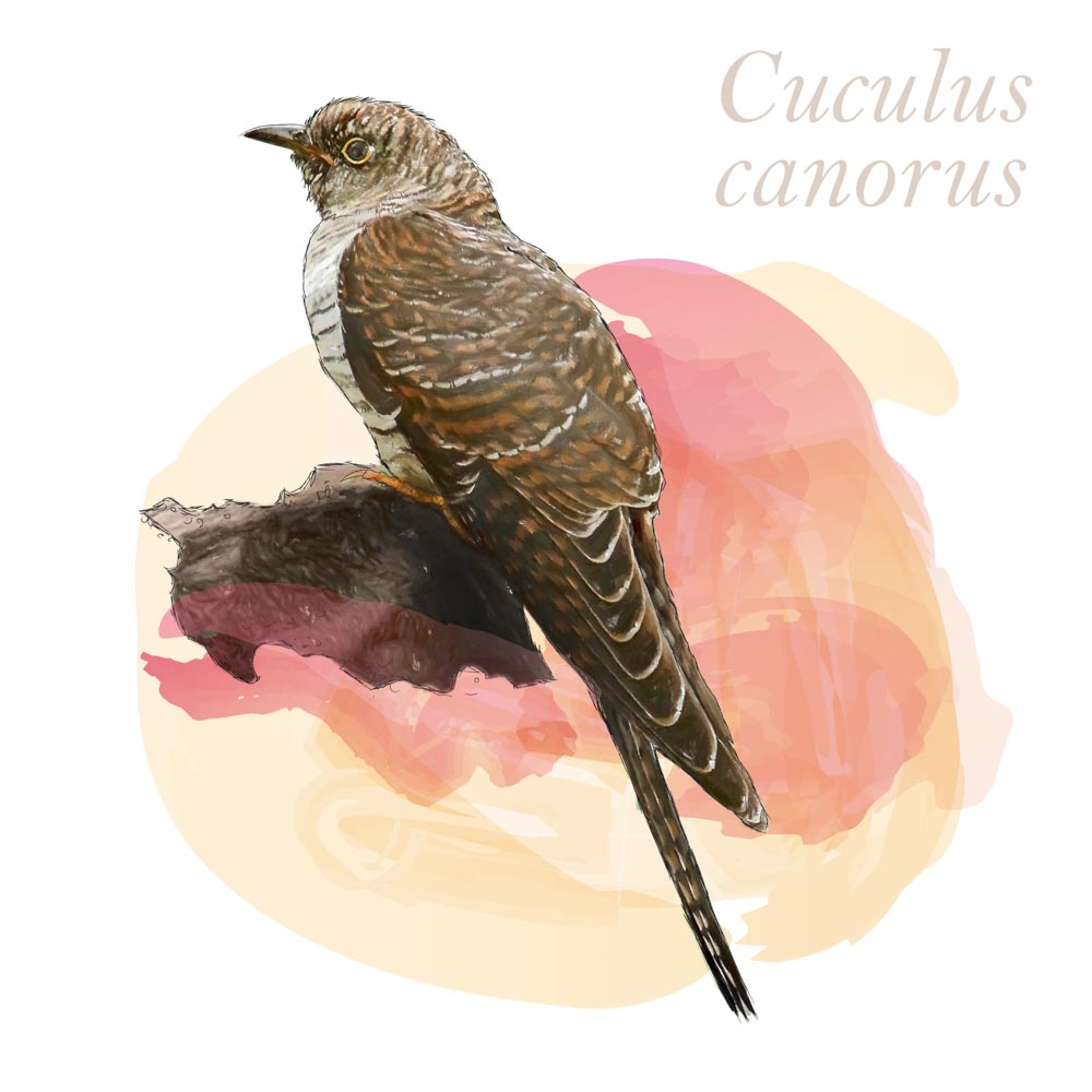 Cuculus canorus