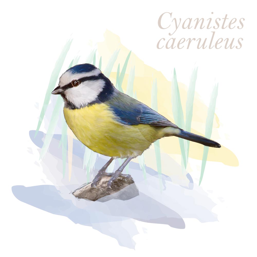 Cyanistes caeruleus