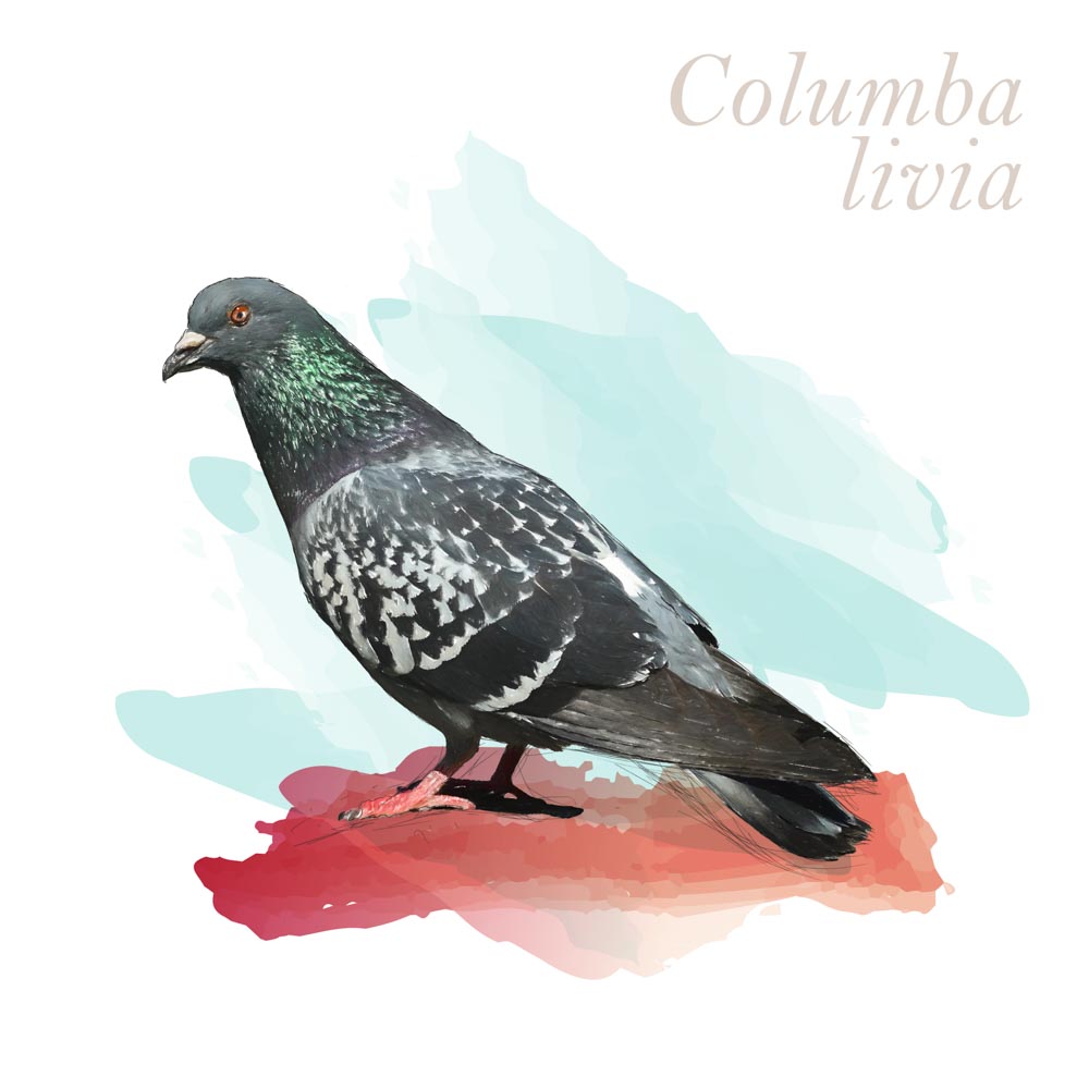 Columbia livia