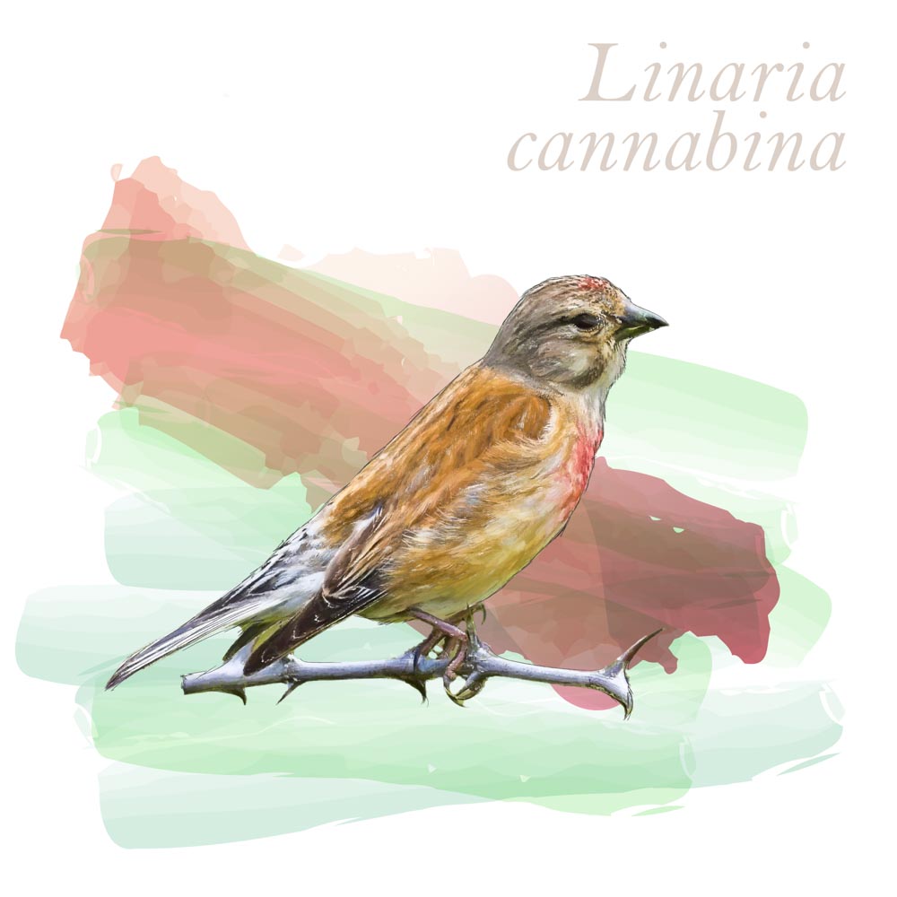 Linaria cannabina