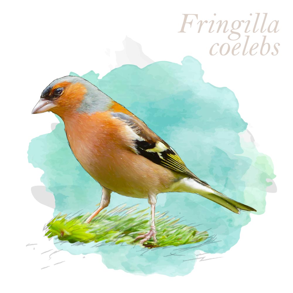 Fringilla coelebs