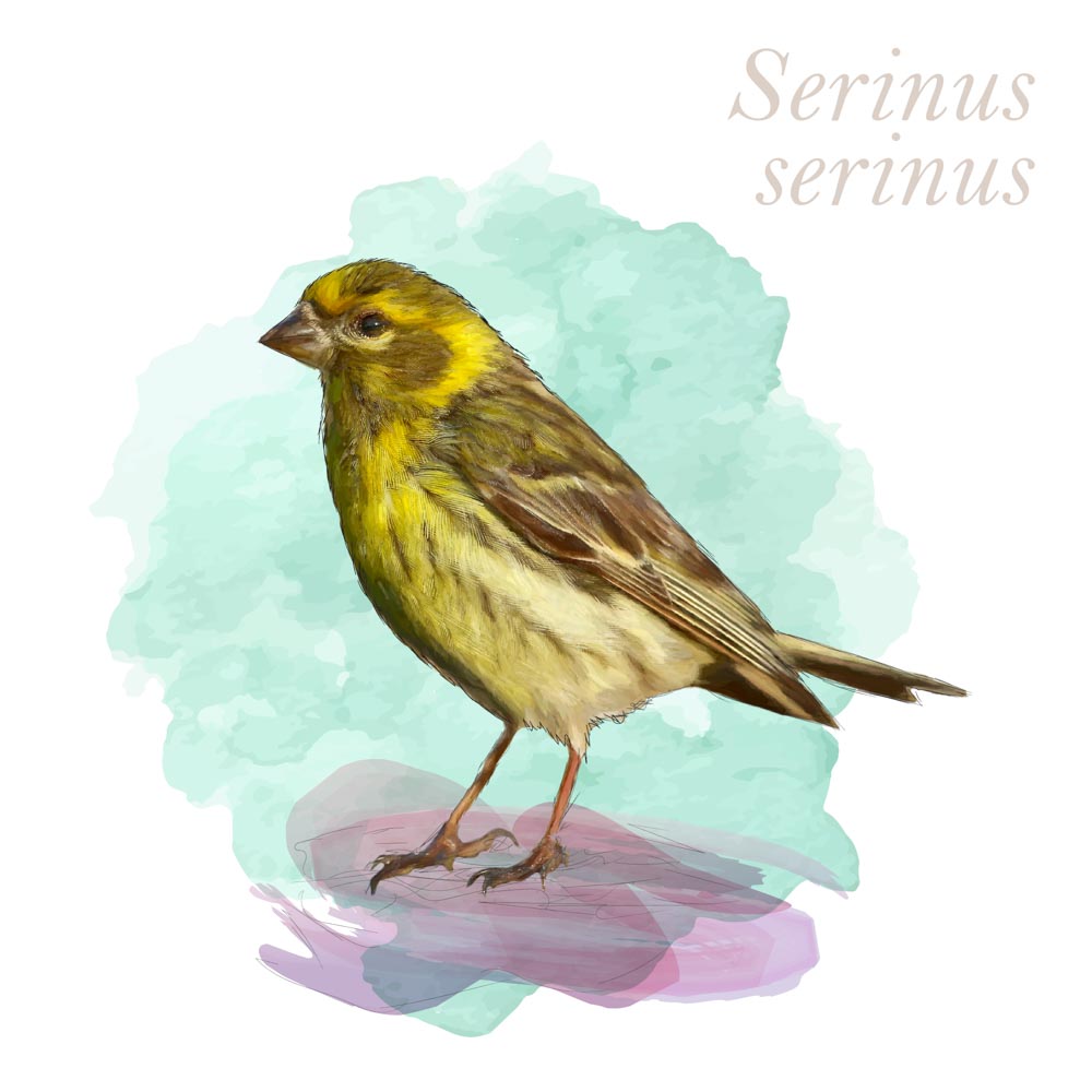 Serinus serinus