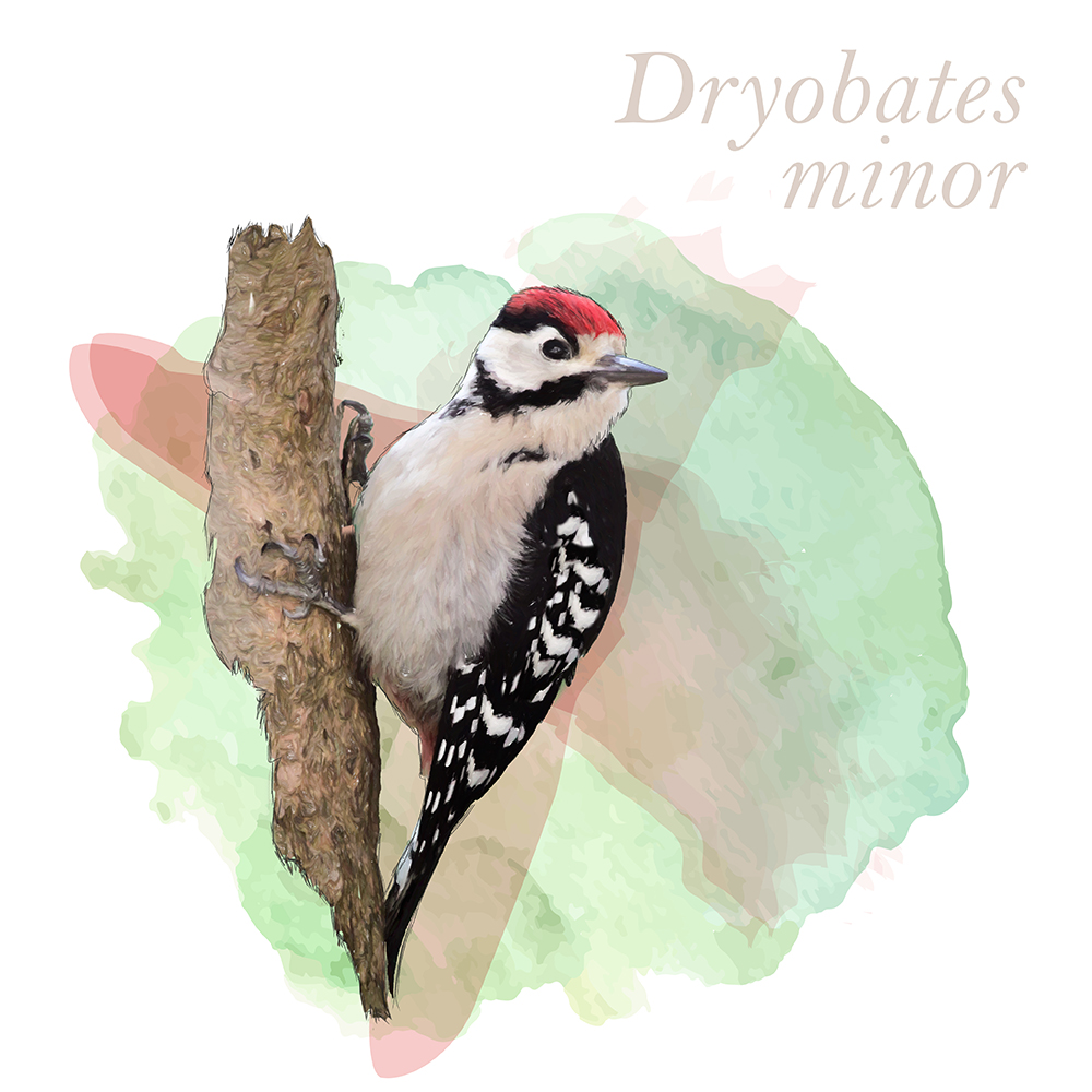 Dryobates minor