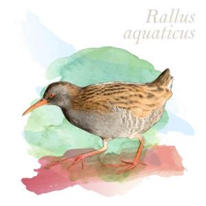 Rallus aquaticus