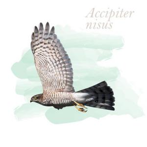 Accipiter nisus