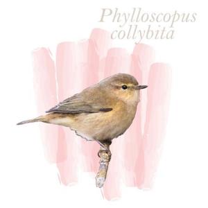 Phylloscopus collybita