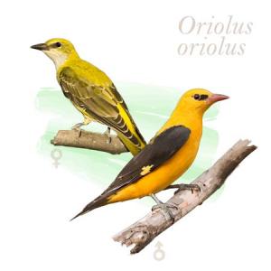 Oriolus oriolus