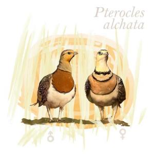 Pterocles alchata