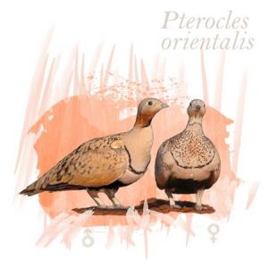 Pterocles orientalis