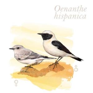 Oenanthe hispanica